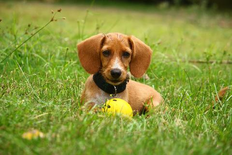 Domestic Animals in Goa - Download Goa Photos